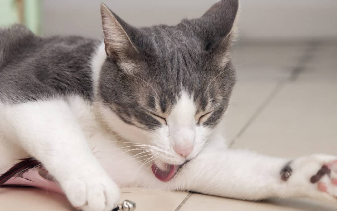 Fever in Cats: Symptoms, Treatments, and Care