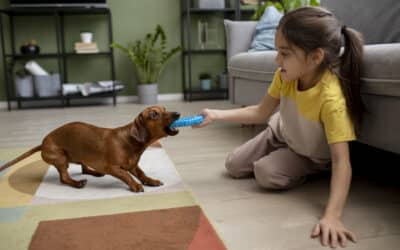 Step-by-Step Plan for House Training a Puppy with Ease