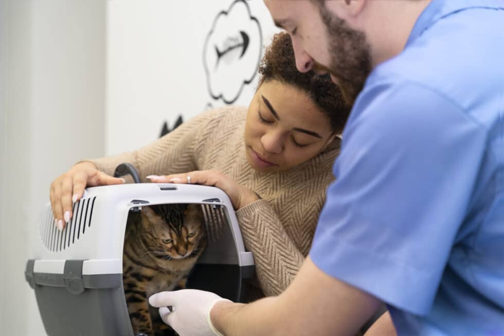 gabapentin dose for cats noah
