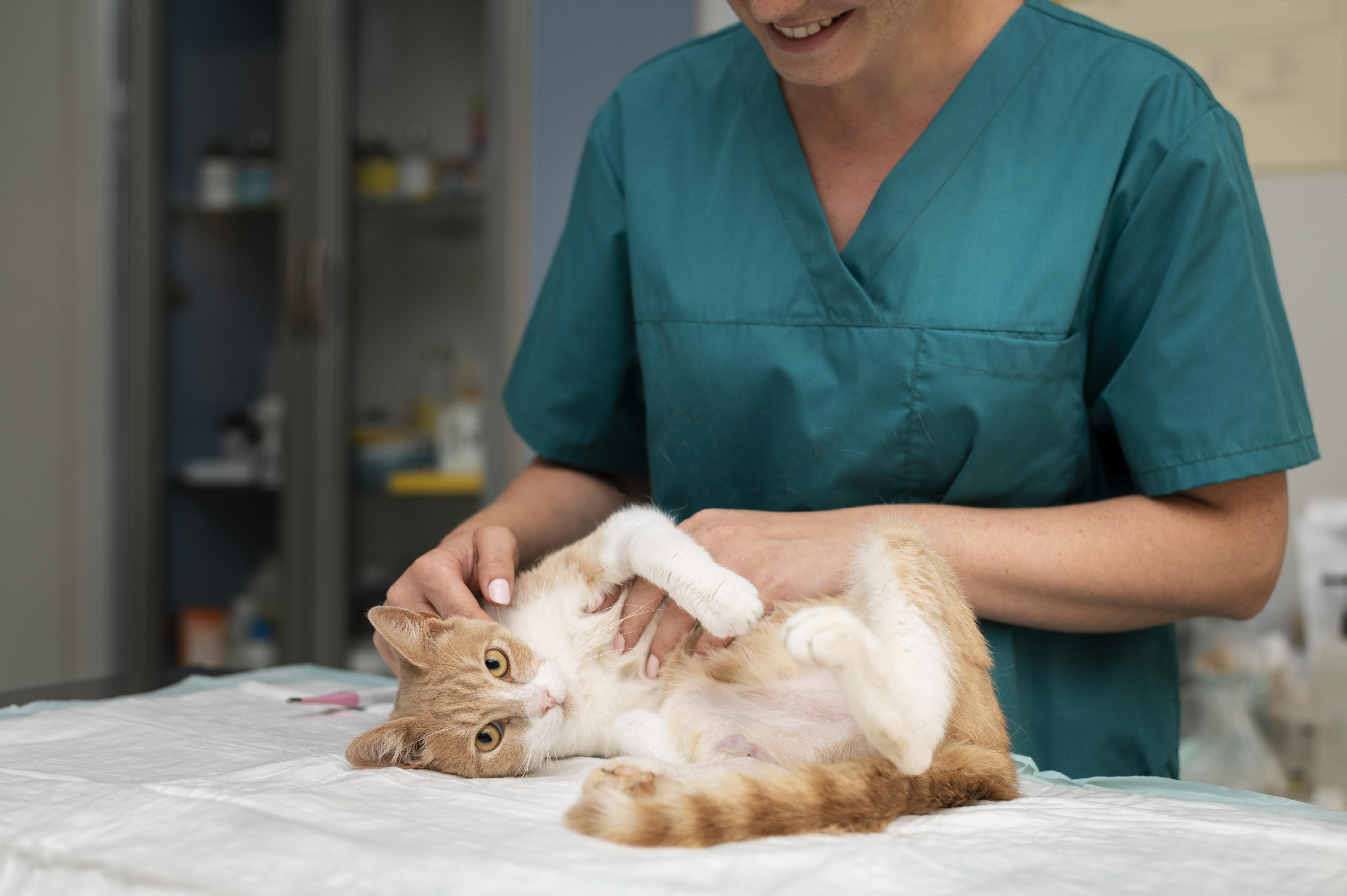 Gabapentin Dosage for Cats