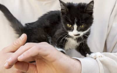 9 Most Common Cat Behavioral Issues
