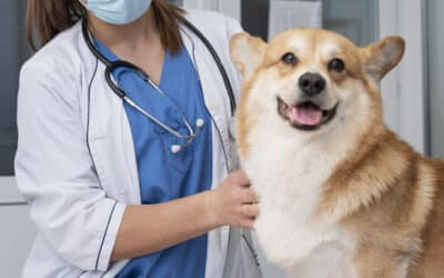 How Much Benadryl Can I Give My Dog