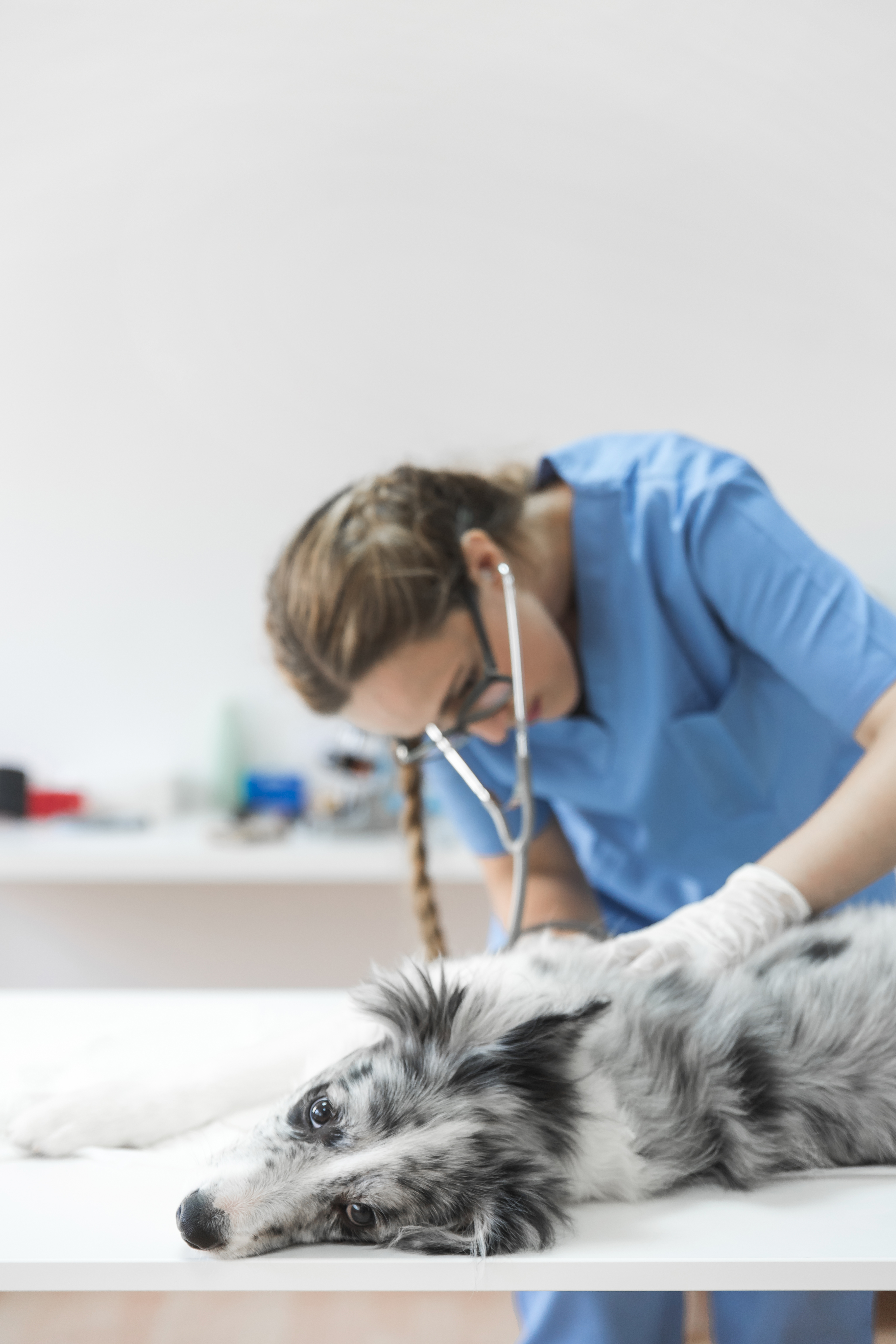 What Can I Give My Dog for Pain