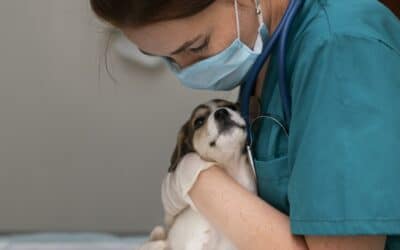 What Can I Give My Dog for Pain?