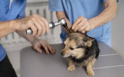 How to Clean Dog Ears