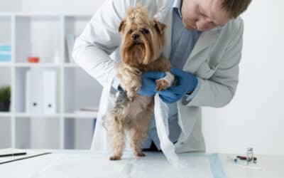All You Need to Know About Gabapentin for Dogs