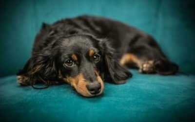Our Guide for Understanding and Managing Diarrhea in Dogs