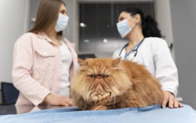 How Much is a Cat Check-Up?