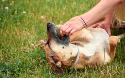Fleas on Dogs