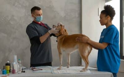 Everything You Need to Know About Dog Respiratory Illness