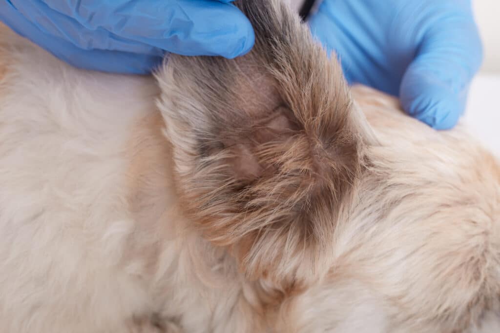 Natural ear mite medicine for cats shop