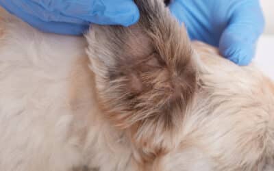 Ear Mites in Dogs: Everything You Need to Know