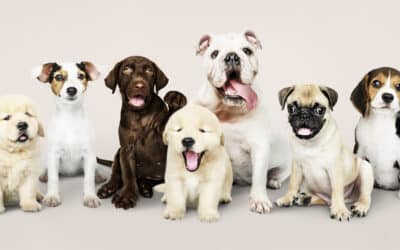 Understanding Dog Licking Paws: Causes and Solutions