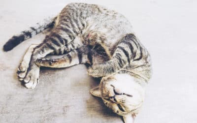 Ear Mites in Cats: Everything You Need to Know