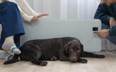 How To Manage Hip Dysplasia in Dogs