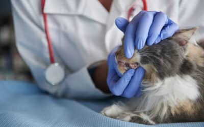 Understanding Cat Drooling: Normal Behaviors to Medical Issues