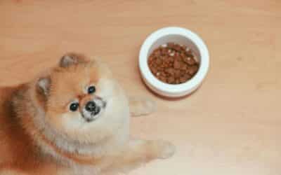 Why Is Your Dog Not Eating – Common Reasons and Solutions