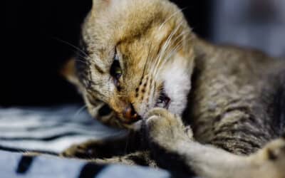 What Is Cat Herpes: Causes, Symptoms, and How It Is Treated